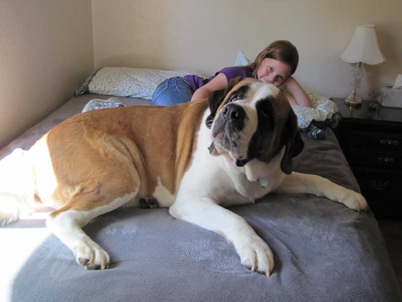 largest st bernard dog in the world