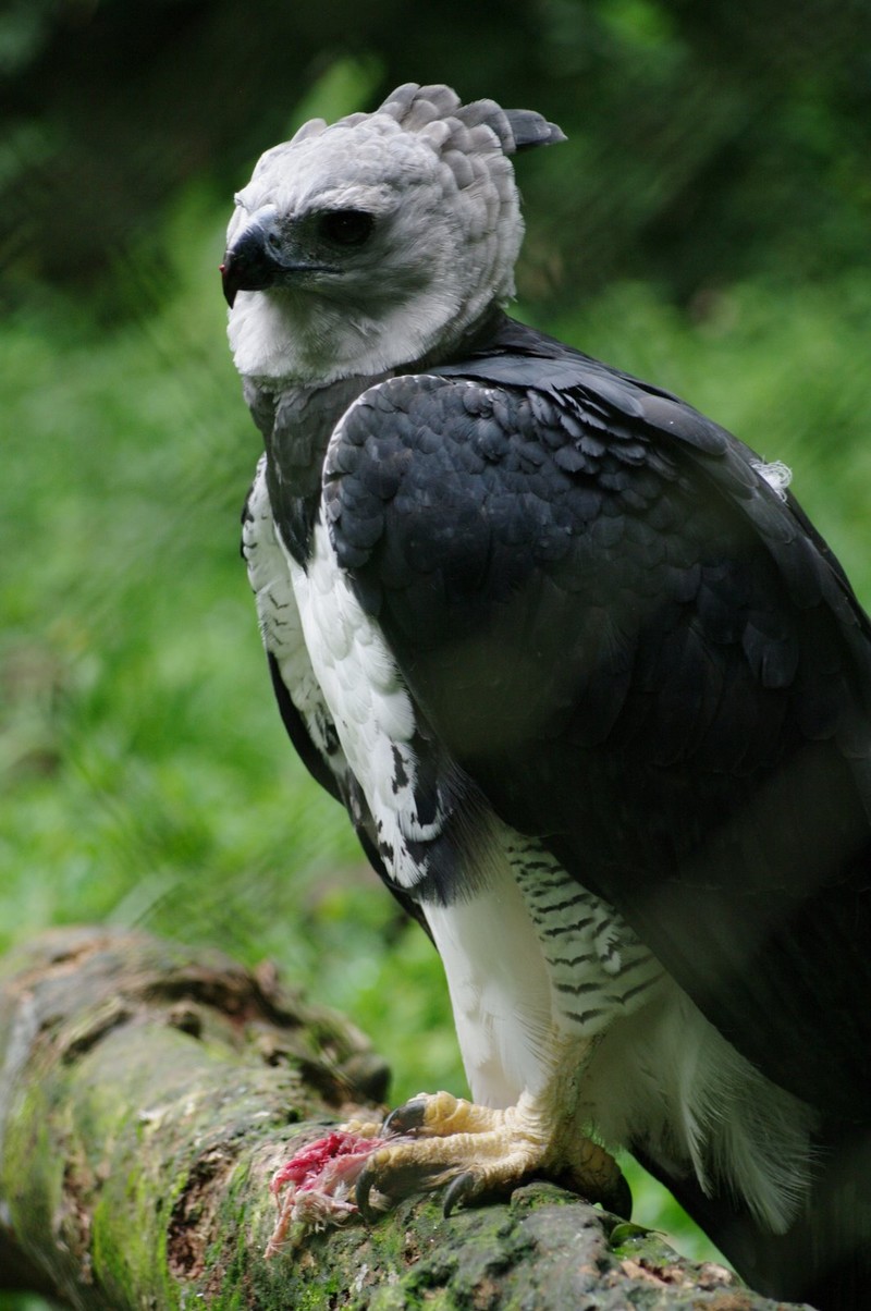 The biggest birds of prey The biggest birds of prey
