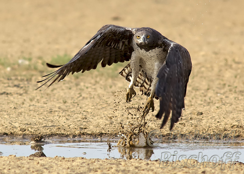 biggest bird of prey biggest bird of prey