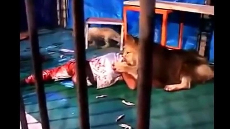 Лев загрыз мужчину фото трупа