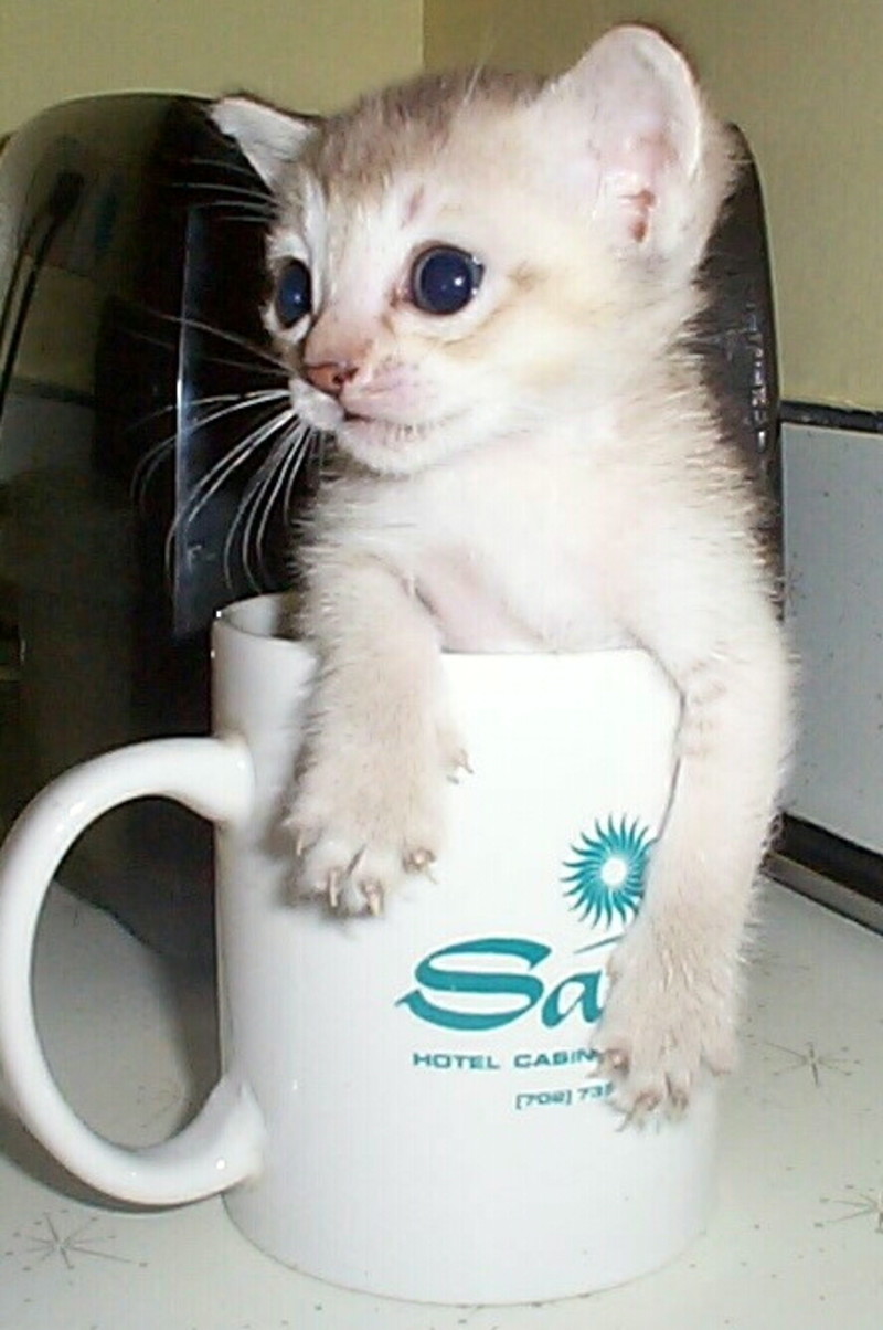 Worlds Smallest Cats Elite Facts